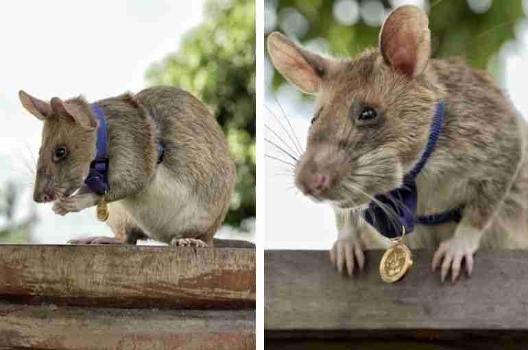This Heroic Rat Was Awarded A Gold Medal For Sniffing Out 71 Miles In Cambodia And Saving Lives