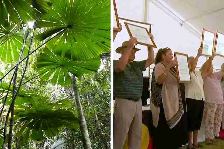 australia oldest rainforest returned indigenous daintree