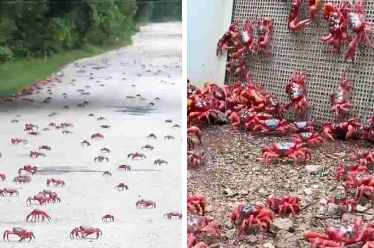 Bright red crabs migrated on Australia's Christmas Island