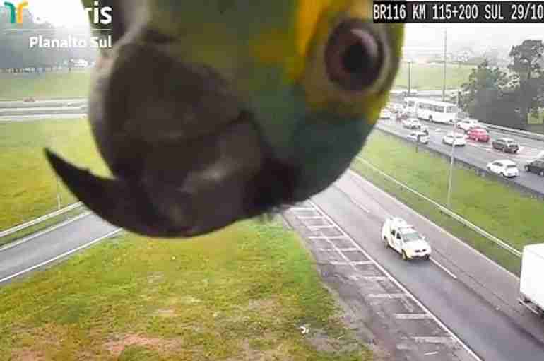 brazil parrot photobomb traffic camera
