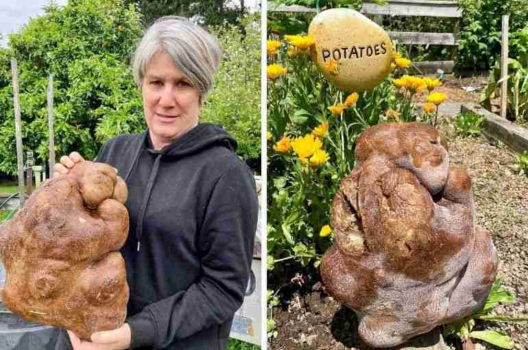 new zealand couple biggest potato gourd tuber