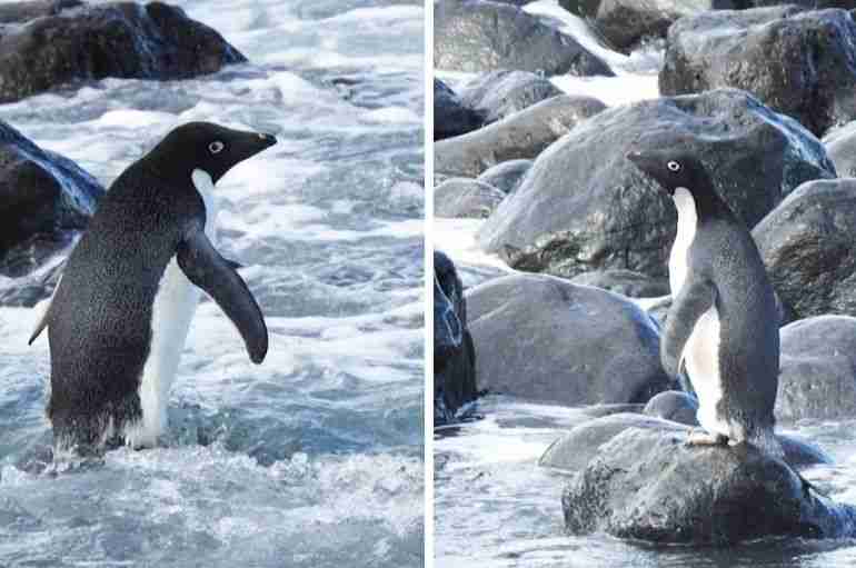 rare antarctic penguin new zealand adélie