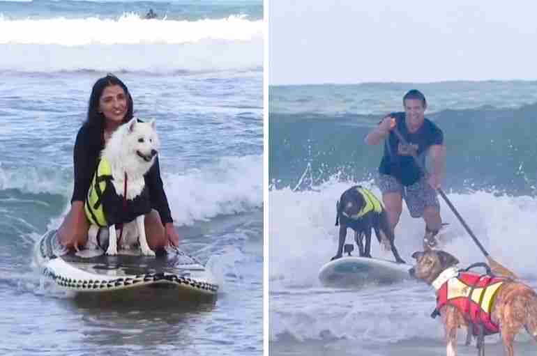 brazil dog surfing festival