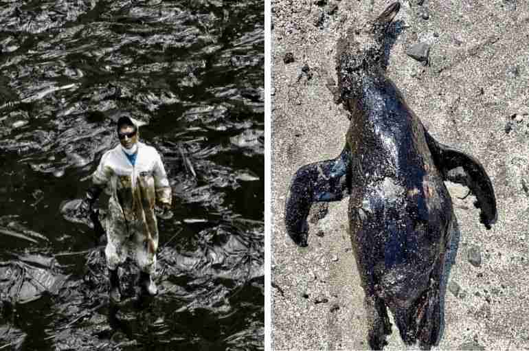 peru oil spill tonga volcanic eruption ecological disaster