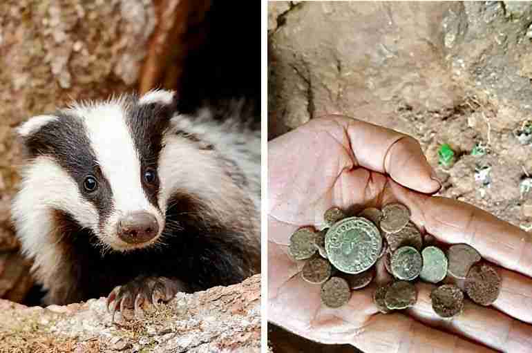 badger ancient roman coins spain discovery