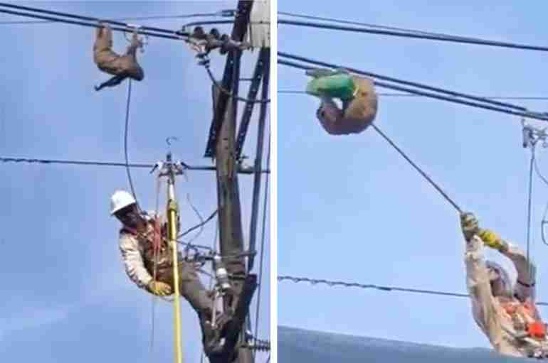 sloth electrical wire rescue colombia
