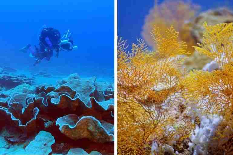 tahiti coral reef discovery rare