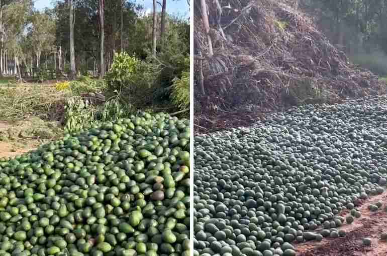 australia avocados dumped oversupply queensland