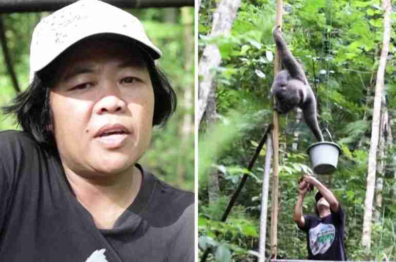 indonesian woman endangered java gibbons conservation tini kasmati