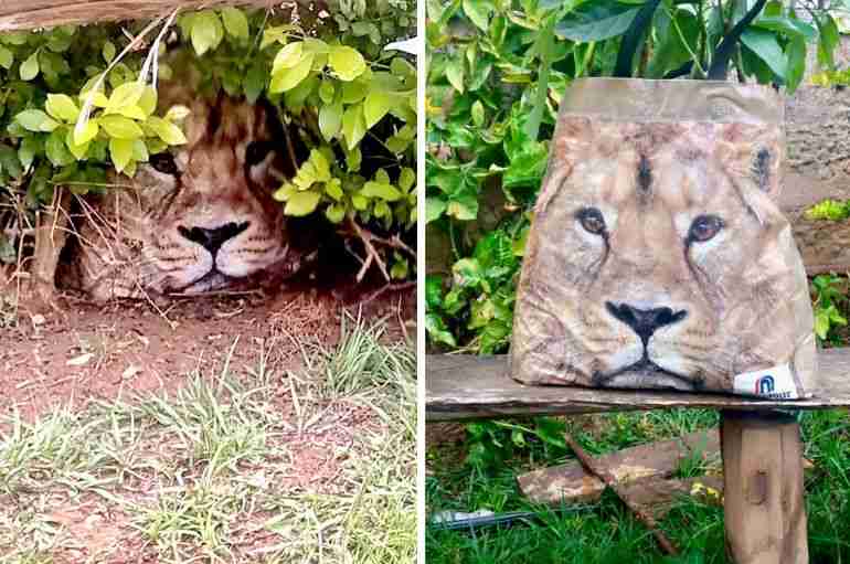 kenya lion bushes bag