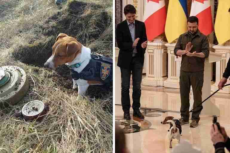 ukraine dog patron bomb medal award