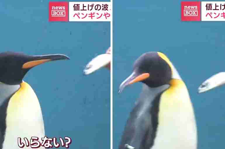 japan penguins refuse cheaper fish aquariums
