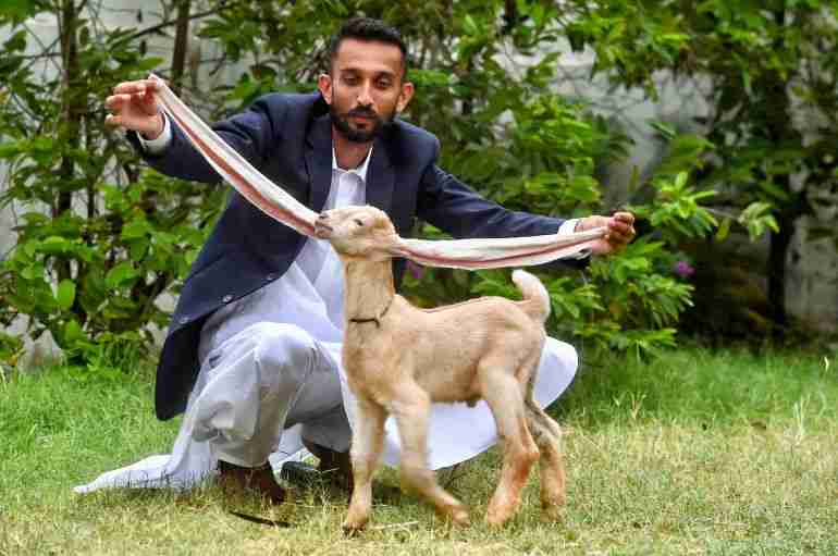 pakistan baby goat long ears simba