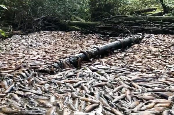 canada dead salmon drought neekas