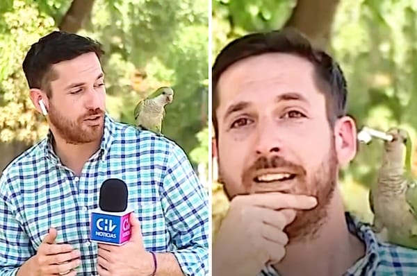 chile parrot reporter earphone stole