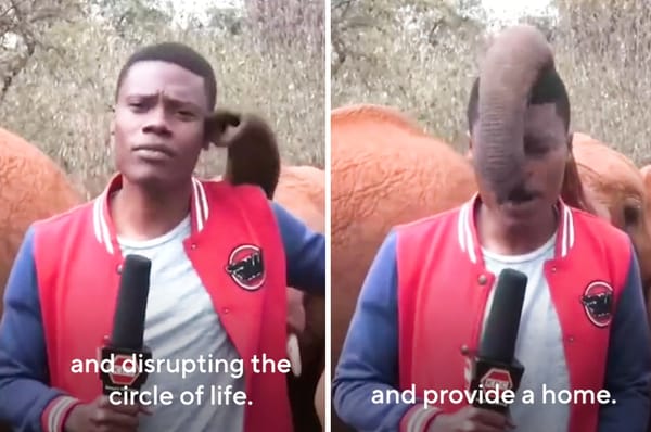 kenya reporter baby elephant interrupted