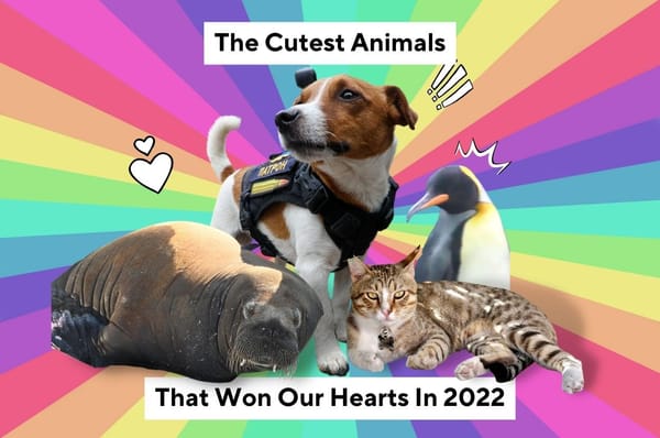 2022 cute animals