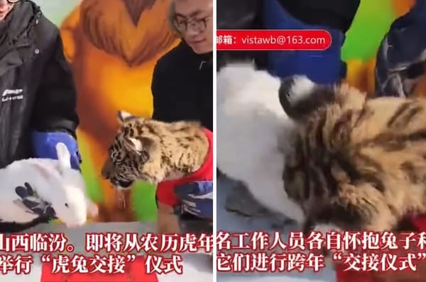china zoo tiger rabbit handover fail lunar new year