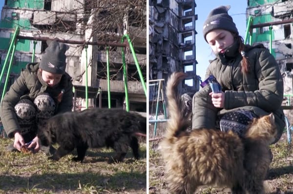 ukraine girl feral cats borodianka russia war