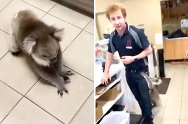 australia koala crash gas station