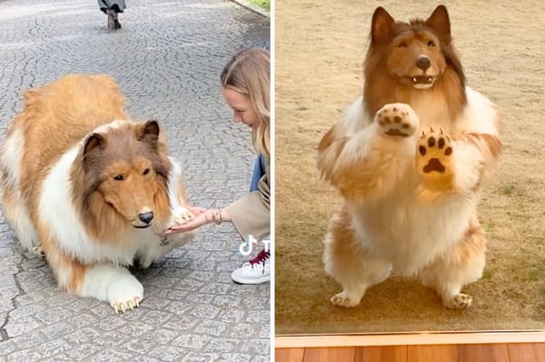 japanese man transforms into dog with costume