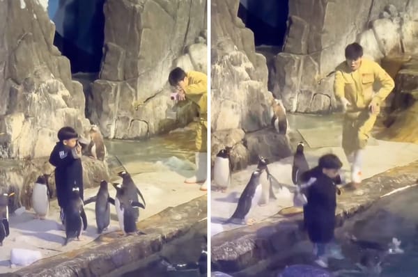 boy feed penguin jump in water china zoo